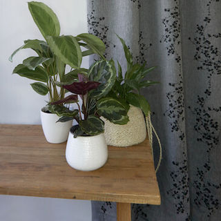 Shop Hemptech Beach Penny Shades Curtain Fabric at McKenzie House NZ